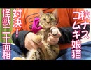 対決！秋茄子コムギ娘猫vs珍妙怪獣20面相