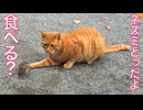 【ネズミ閲覧注意】野良猫たち、人間に狩りの自慢をする