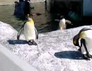 ペンギンな日々。