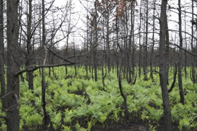 dead trees in a forest