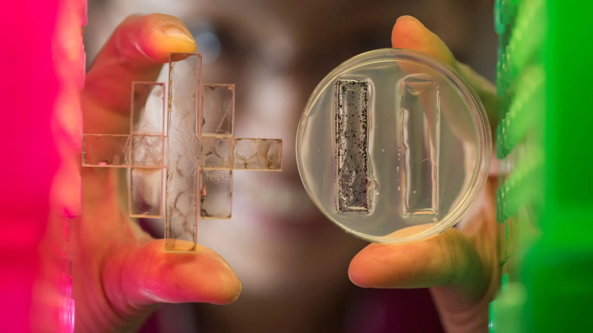 Tool created to conduct two biochar experiments in the same dish