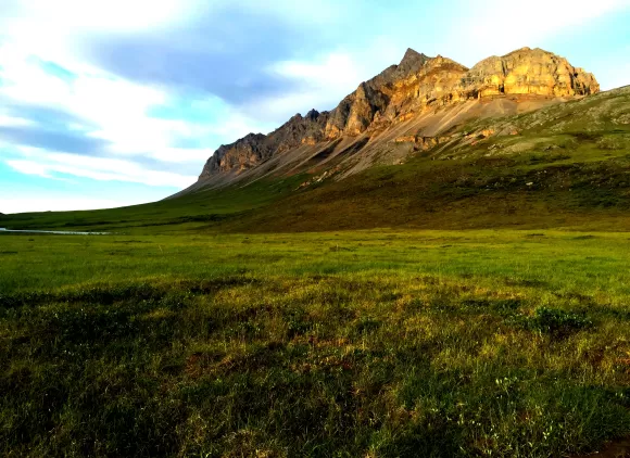 Shifting tundra vegetation means change for arctic animals