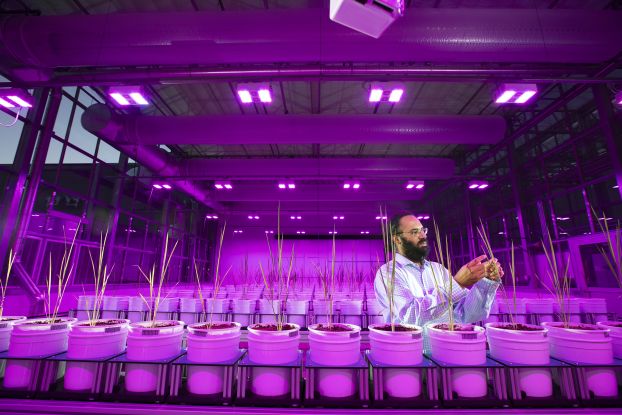 Rice plants growing in Lemna Tech High Throughput Phenotyping facility