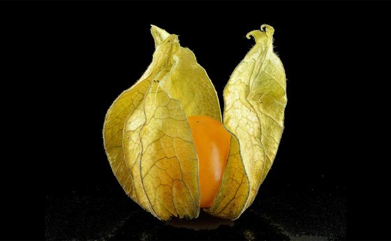The groundcherry, sometimes called the Cape gooseberry, is a little-known relative of the tomato.