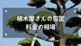 植木屋さんのお手入れ料金の相場