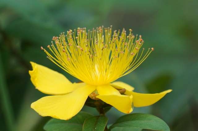 ヒペリカムの花が咲かない原因