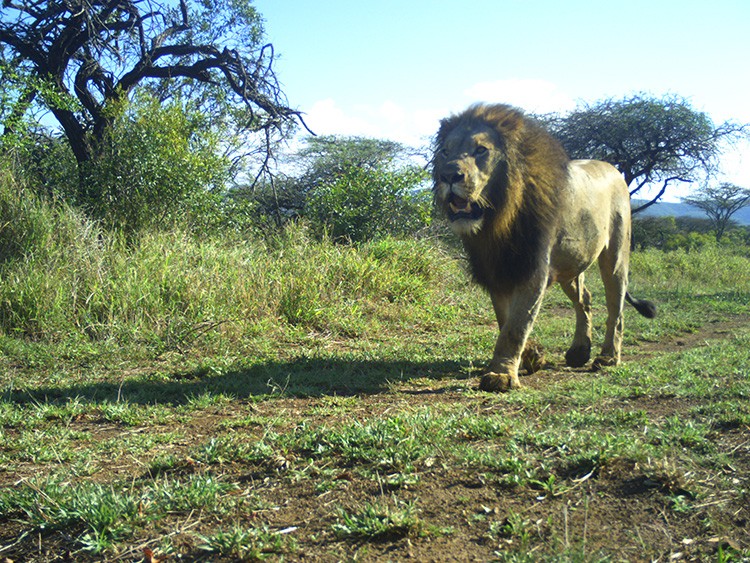 An undated photo provided by Goncarlo Curveira-Santos, a lion captured on a camera trap at a reserve in South Africaﾕs Limpopo and KwaZulu-Natal provinces. The assumption that adding apex predators to wildlife parks in South Africa benefits smaller animals is in need of more testing, scientists say. (Goncalo Curveira-Santos via The New York Times)-- NO SALES; FOR EDITORIAL USE ONLY WITH NYT STORY SAFRICA-WILDLIFE BY RACHEL NUWER FOR MARCH 13, 2021. ALL OTHER USE PROHIBITED. --
