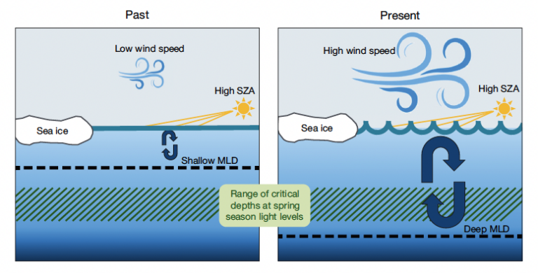 Fig. 11. Conceptual diagram illustrating past conditions vs. present conditions in the marginal ice zone west of the Antarctic Peninsula in the spring season (October to November). Spring conditions are inherently light-limited due to low solar zenith angles (SZA). Past conditions with lower wind speeds and shallower mixed layer depth (MLD) provided more favorable conditions for spring surface phytoplankton accumulation compared to present conditions.