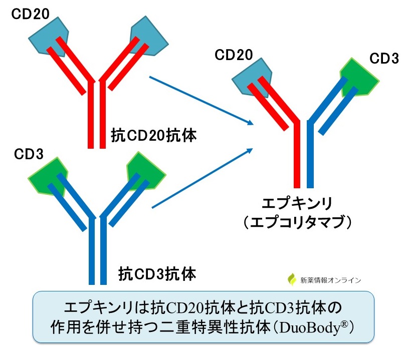 エプキンリー（エプコリタマブ）は白血病細胞のCD20を認識する抗CD20抗体と、T細胞のCD3を認識する抗CD3抗体を組み合わせた構造を有する。