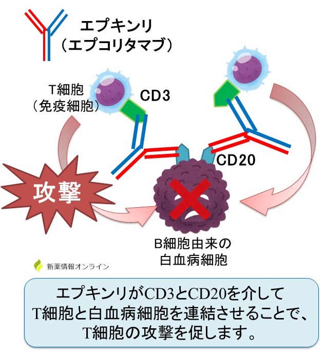 エプキンリー（エプコリタマブ）の構造と作用機序