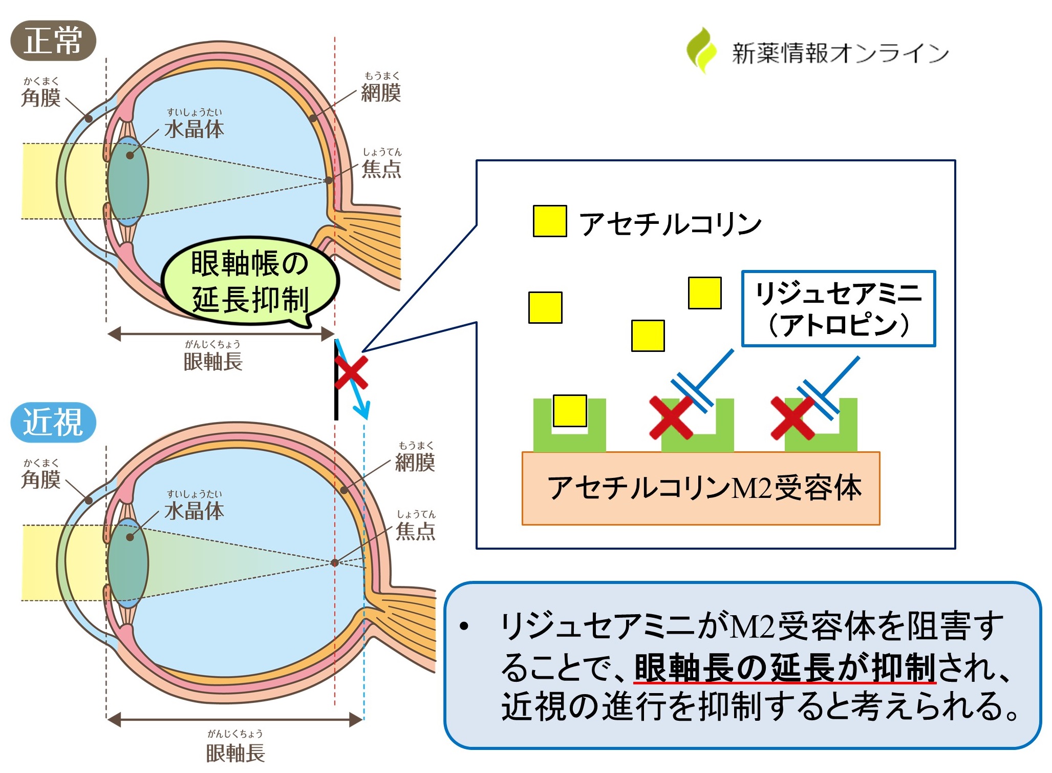 リジュセアミニ（アトロピン）の作用機序：アセチルコリンＭ２受容体の選択的阻害