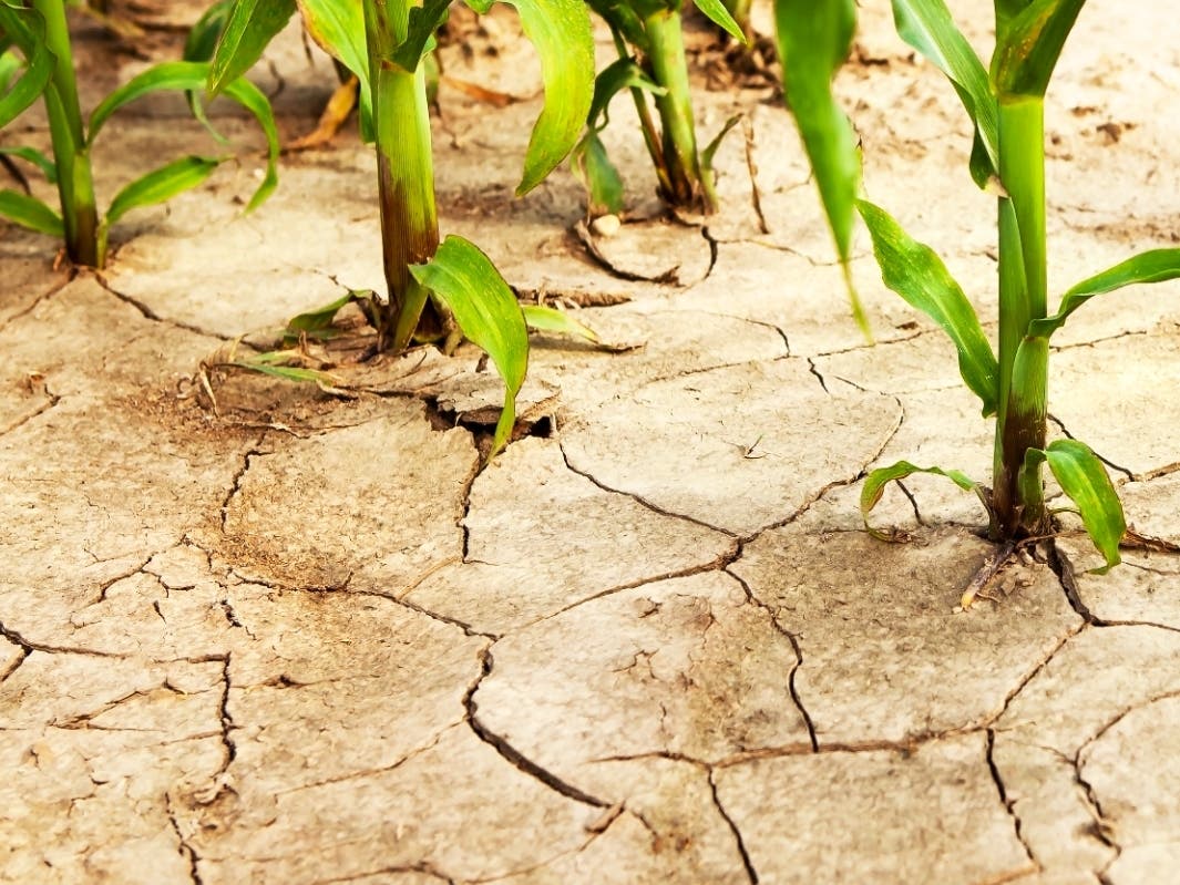 Drought Warning Expands To 60 Virginia Counties 