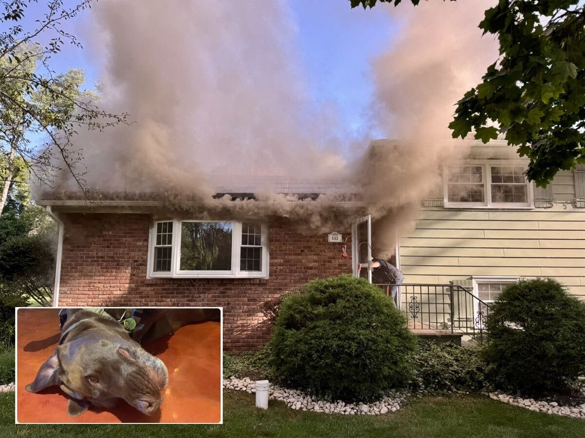 Fundraiser Started For Family After Dog Dies In Bridgewater House Fire