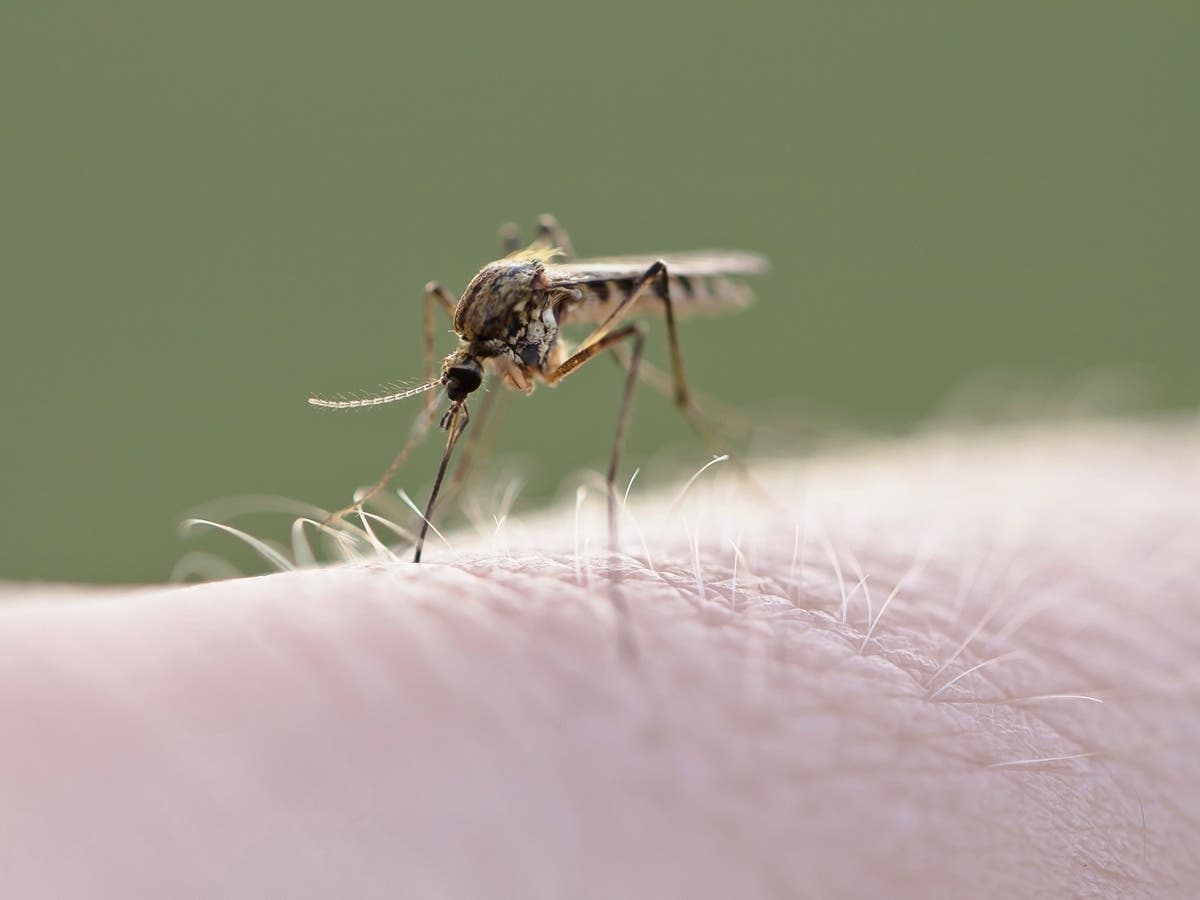 Anti-Mosquito Spray To Be Applied In Roxborough Wednesday