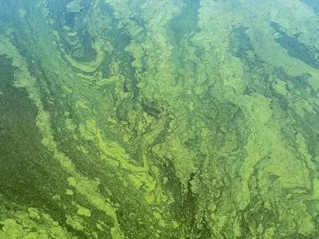 Toxic Blue-Green Algae Blooms At Little Beach In Smithfield