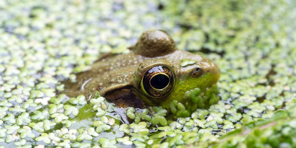 Frog Walk At Powdermill