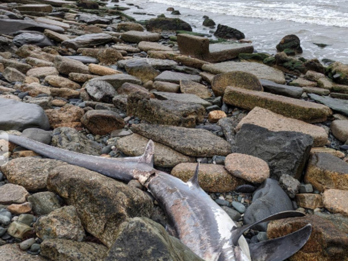 Shark Washes Ashore In Middleton, Expert Answers Burning Questions