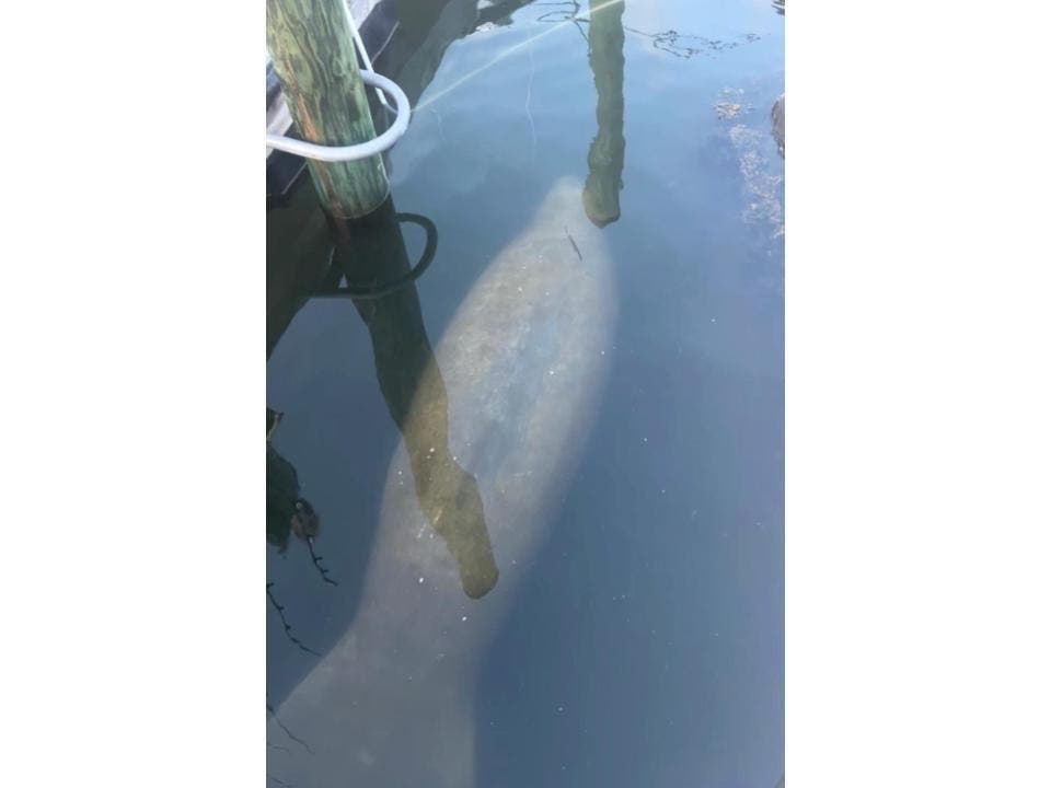 Manatee Spotted In RI Waters Has Died, Officials Confirm