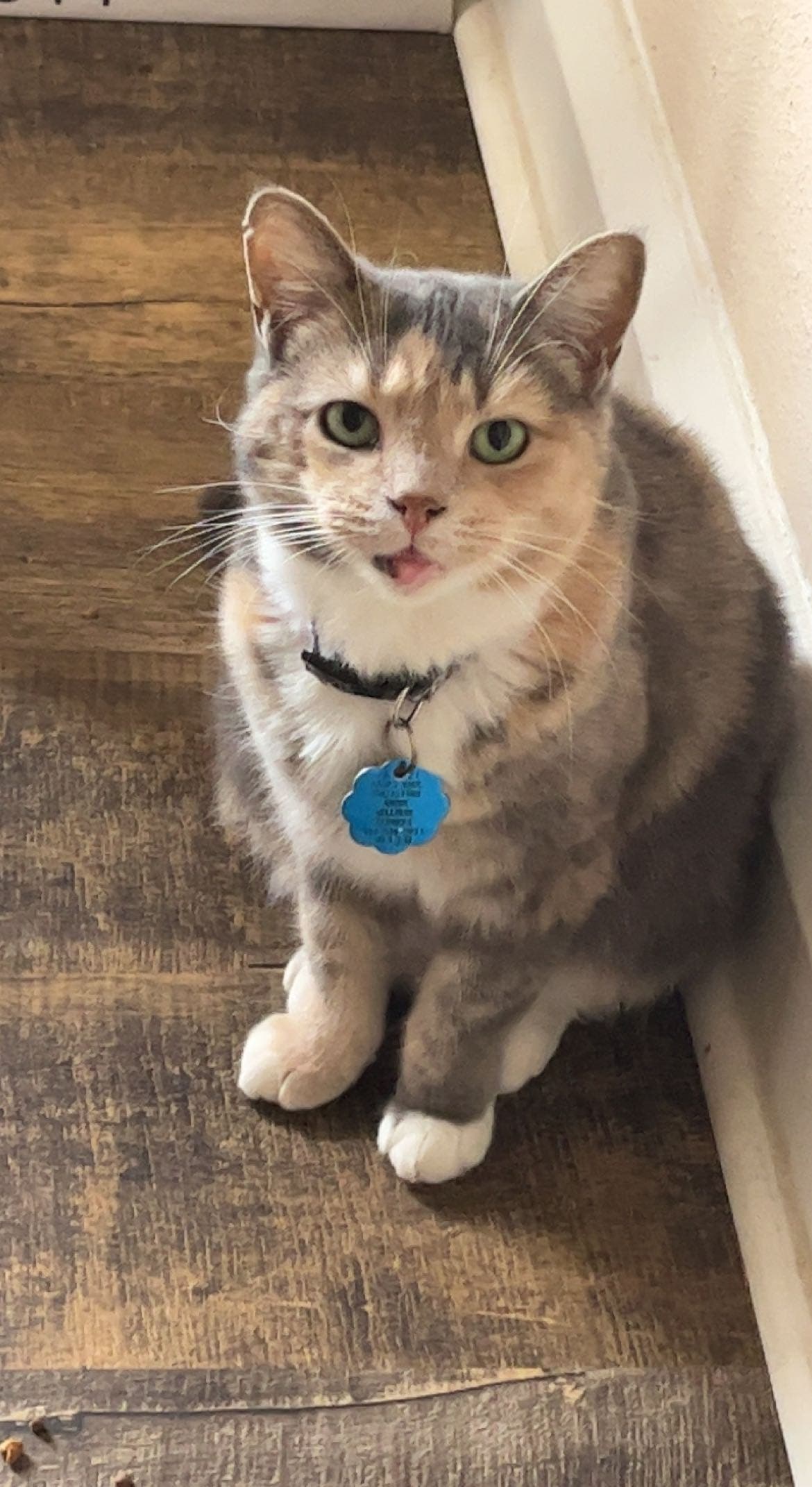 Lost missing kitty calico