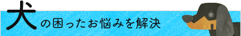 犬の困ったお悩みを解決