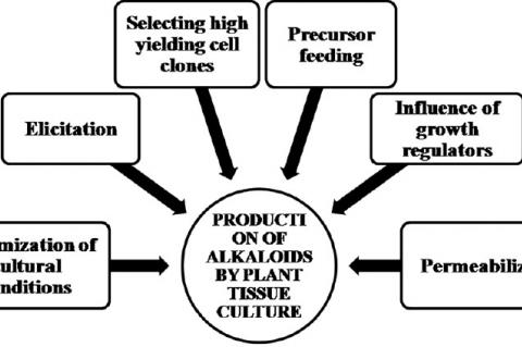 Factors affecting in vitro production of alkaloids