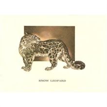 Wild Animal Art Print Snow Leopard by Mary Baker Vintage Lithograph