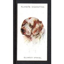 1929 COLLECTOR CARD: DOG HEAD PAINTING, 'CLUMBER SPANIAL' #32. 208/9