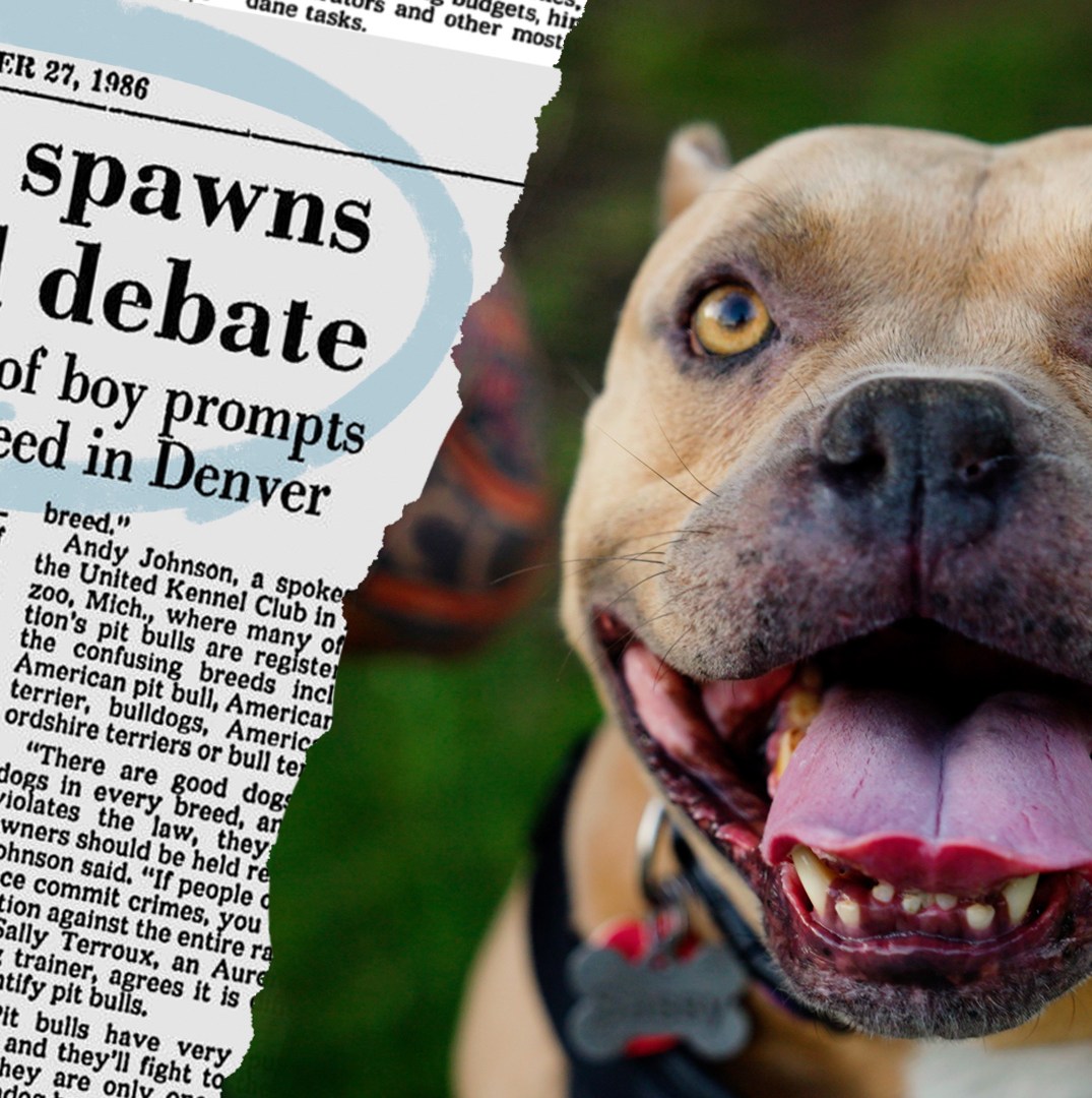 How pit bulls got a bad reputation