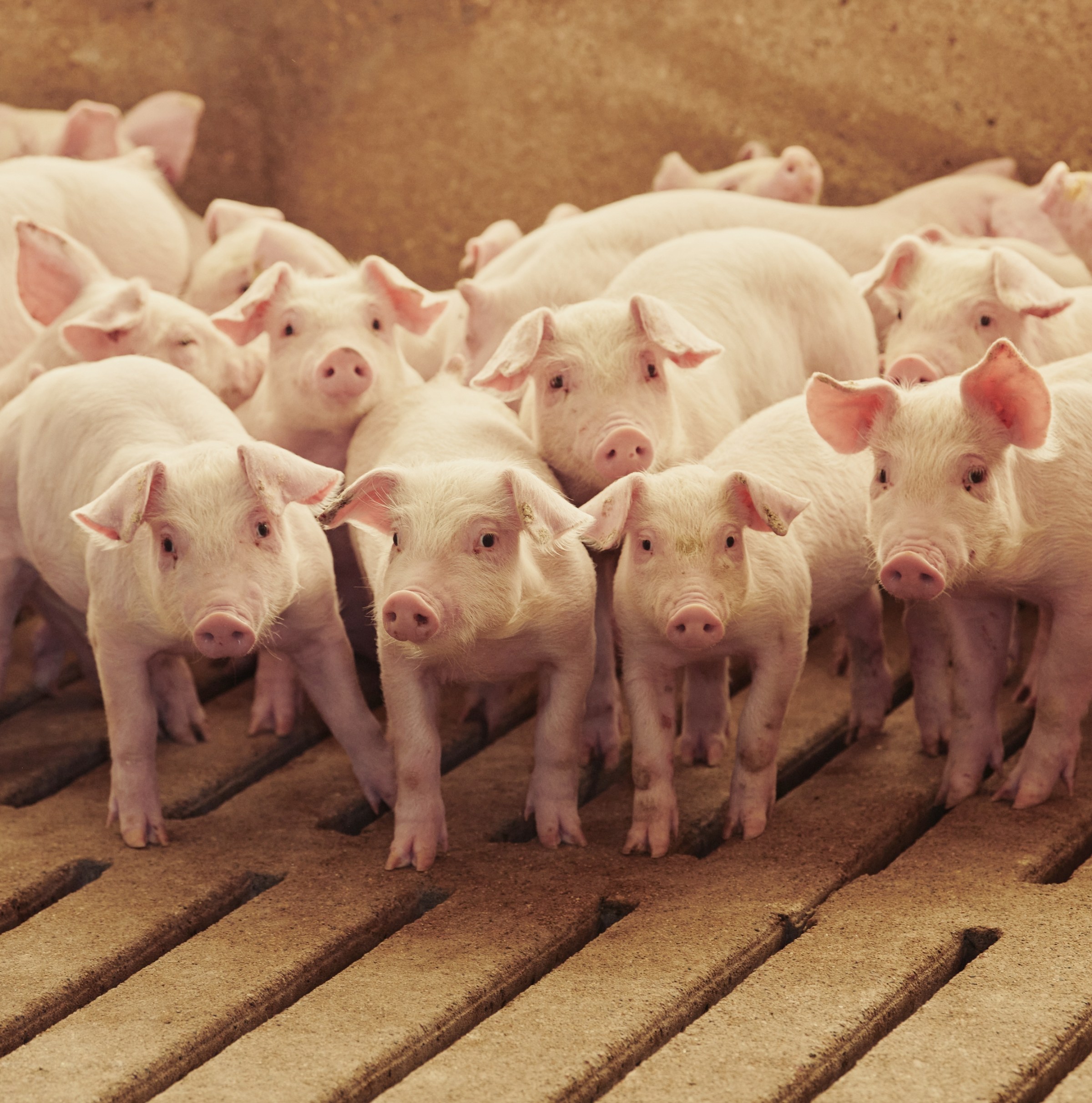 4 reasons why factory farming still exists