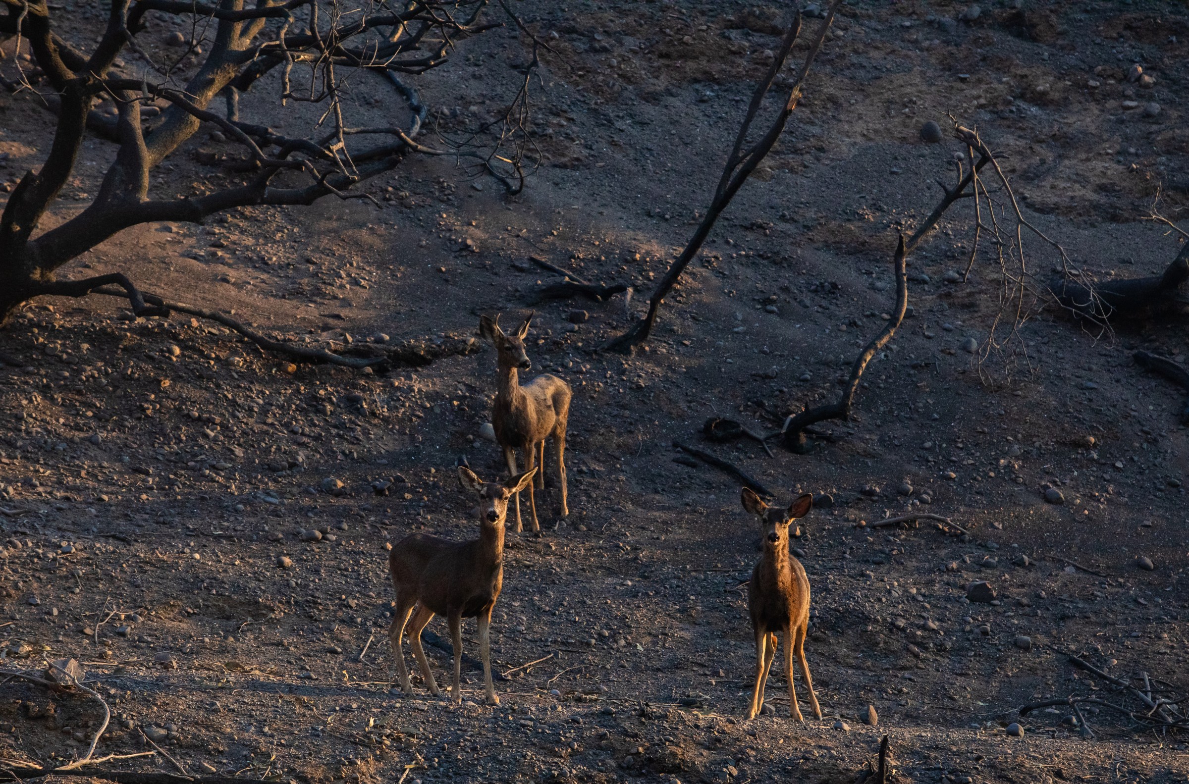 Wildfires impact wildlife and pets, too. Here’s how you can help them.