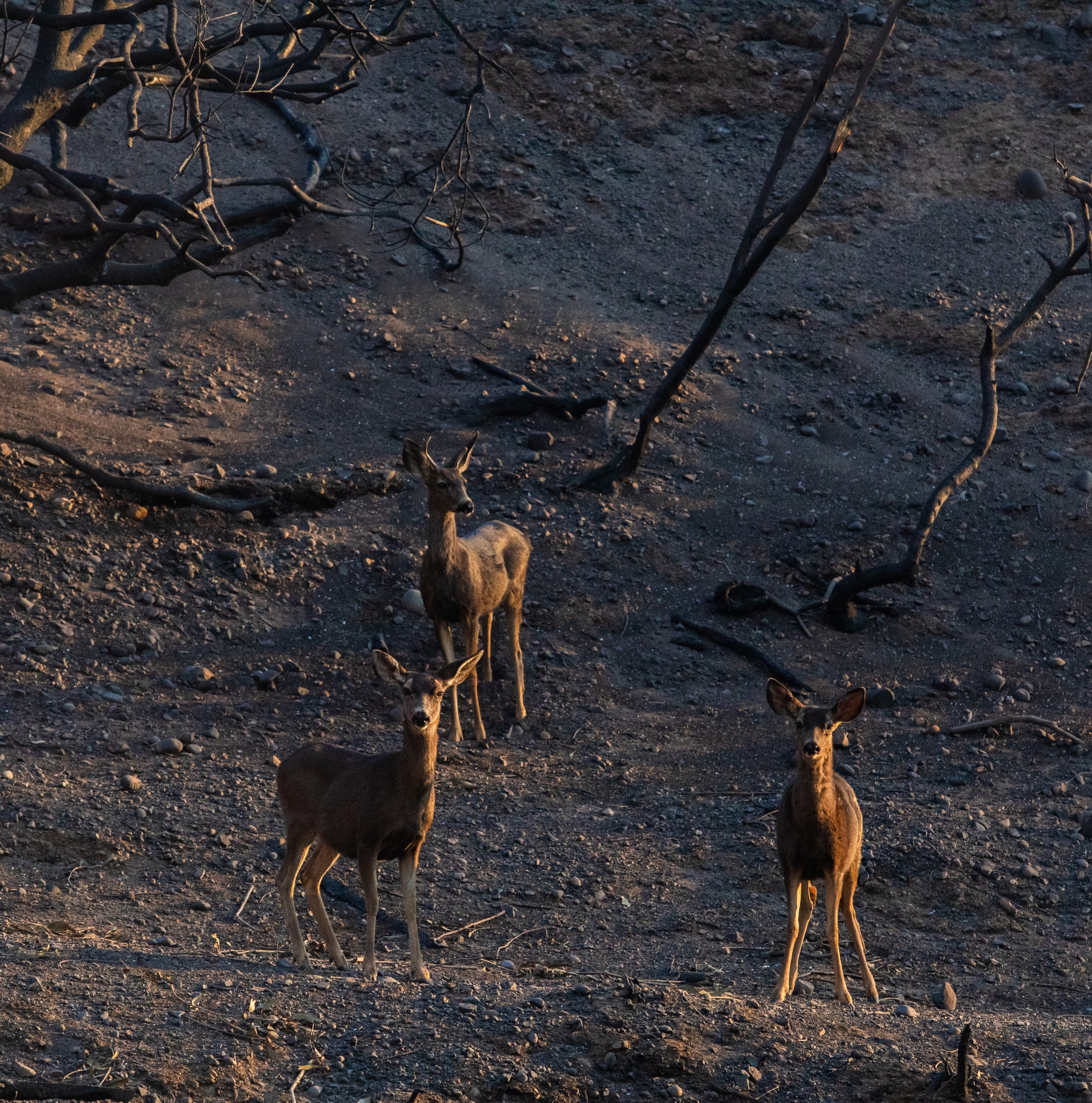 Wildfires impact wildlife and pets, too. Here’s how you can help them.