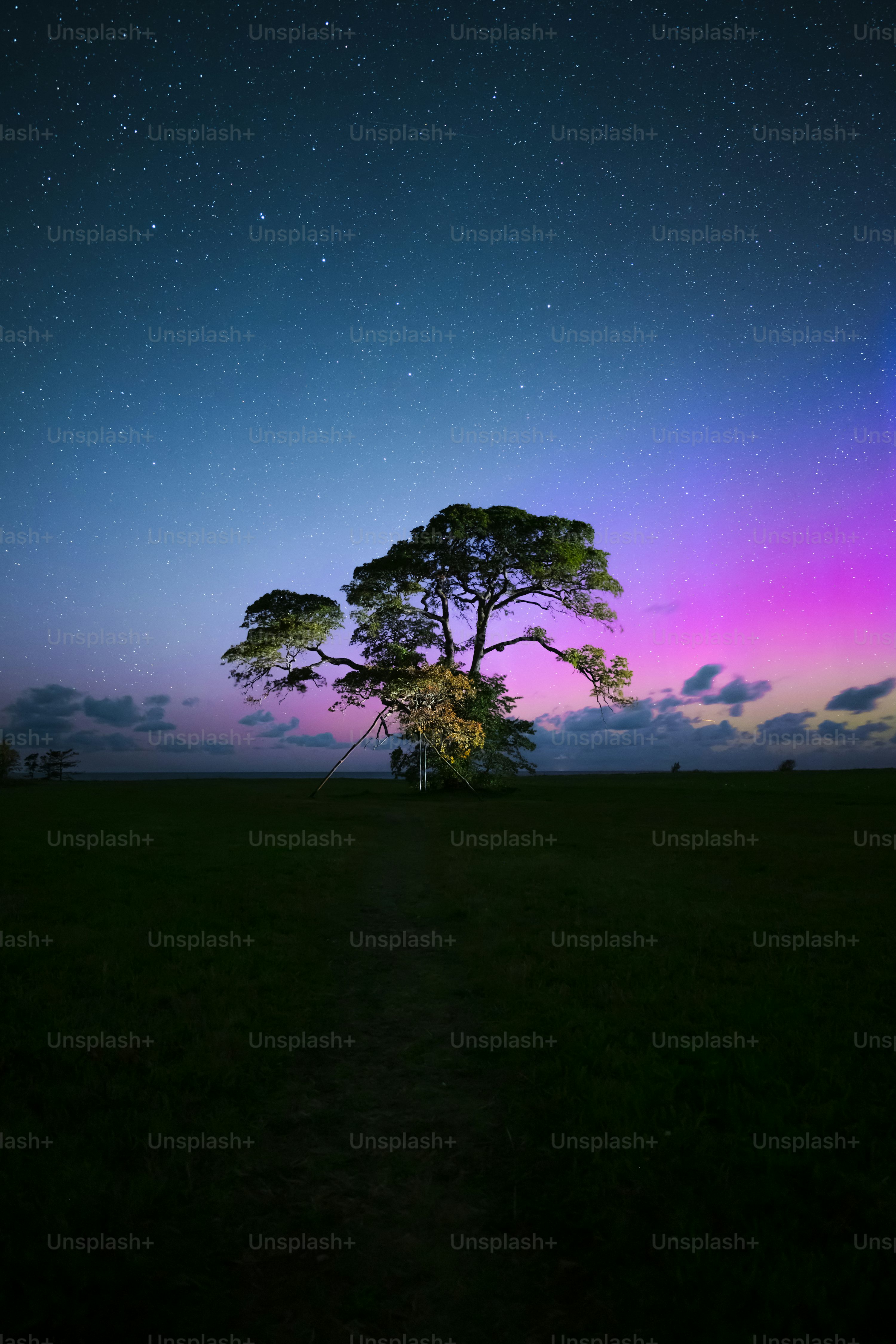 A tree in a field under a purple and blue sky