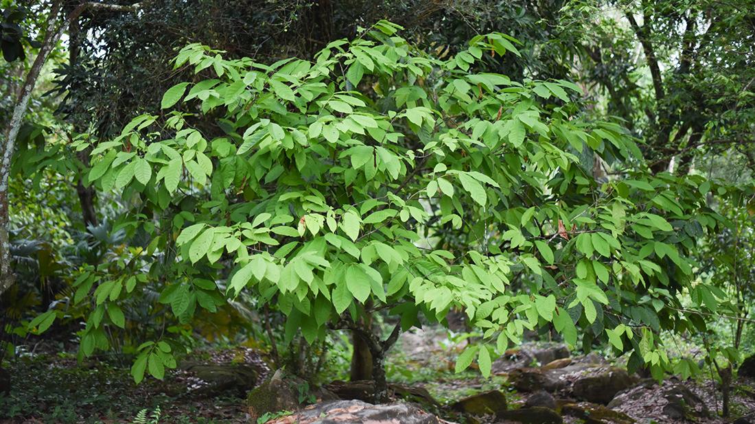 A cacao tree