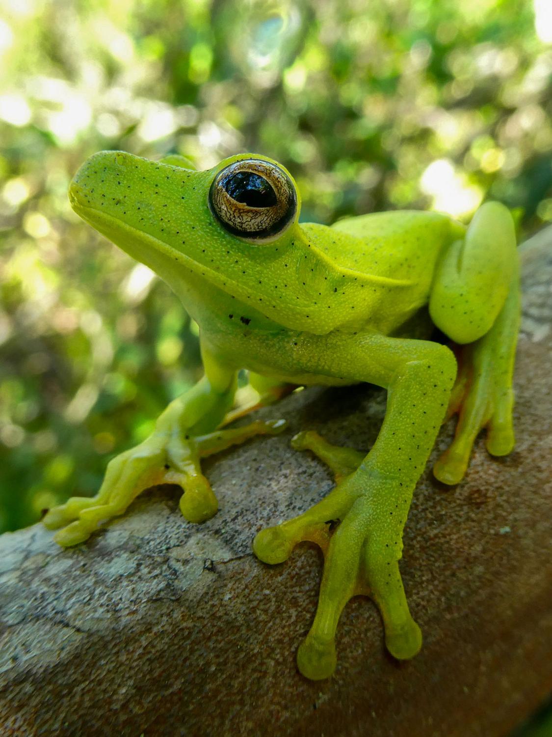 tree frog sits on branch
