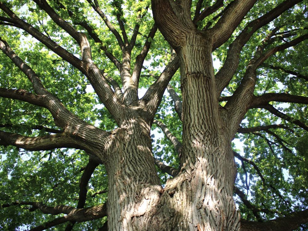 Tree trunk and canopy