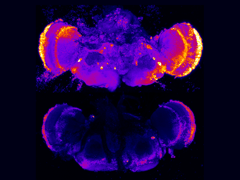 two images of fruit fly brains, top glowing with a marker and bottom much darker