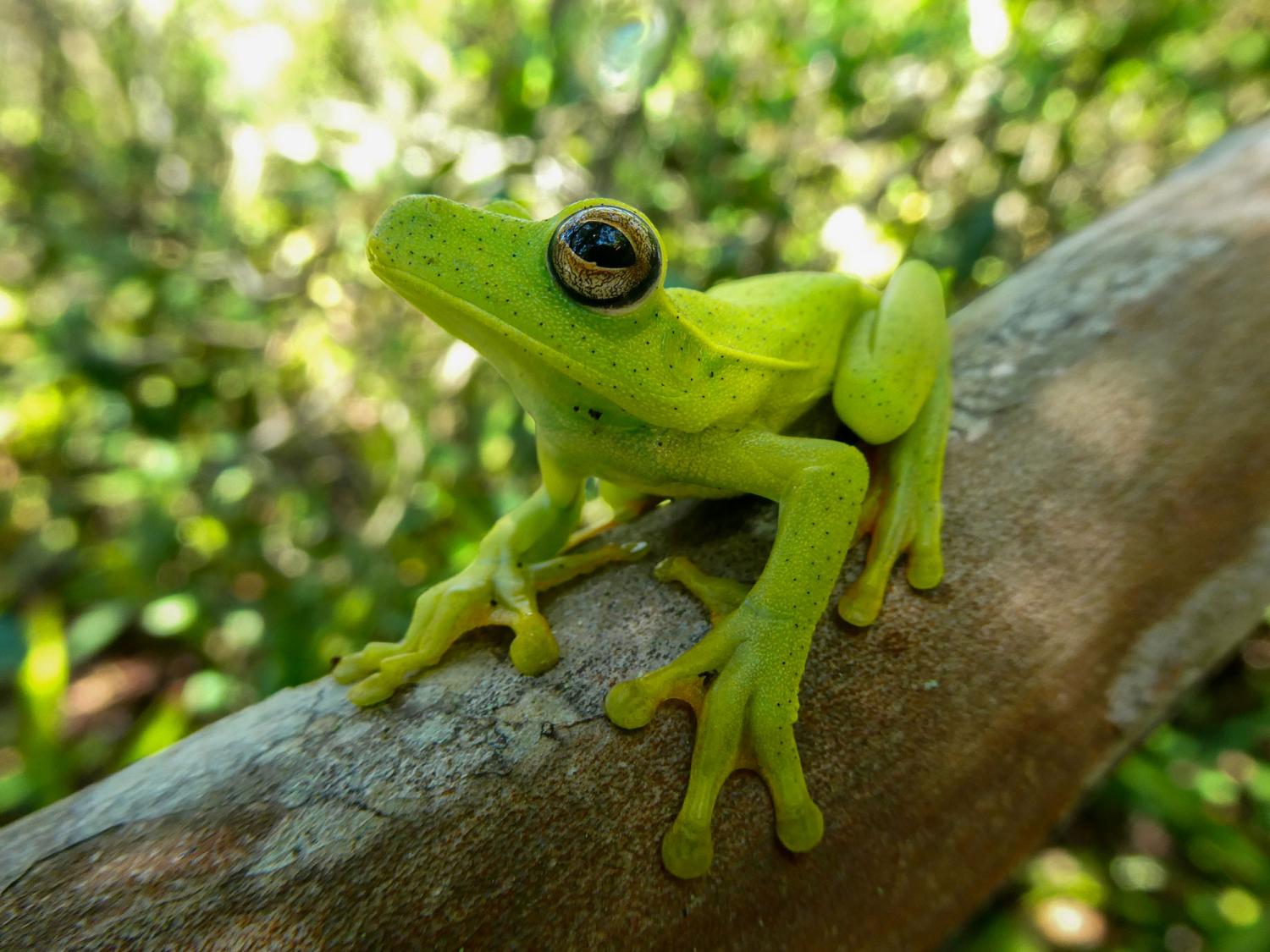 tree frog sits on branch