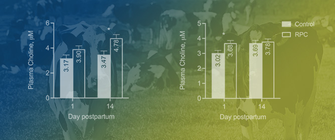 Rumen-Protected Choline Improves Metabolism and Lactation Performance in Dairy Cows