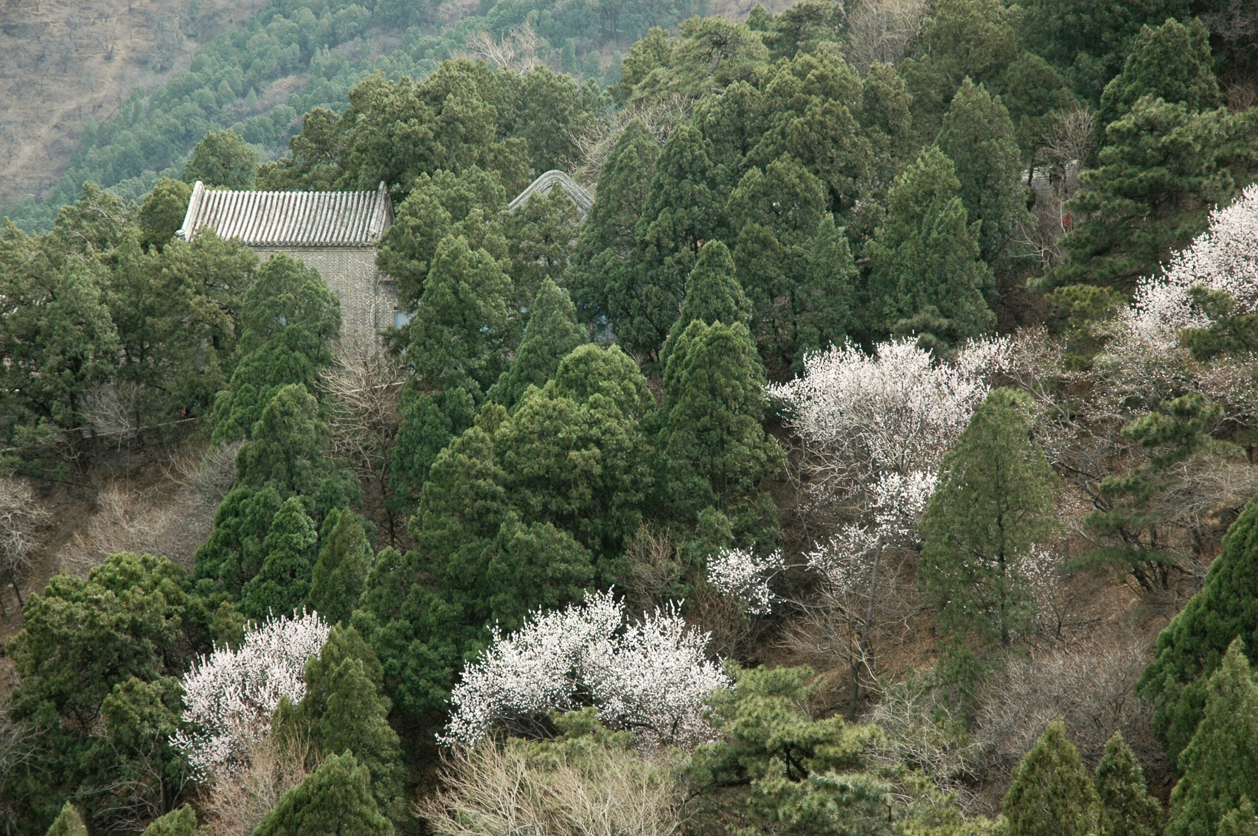 Fragrant Hills (Xiangshan Park)