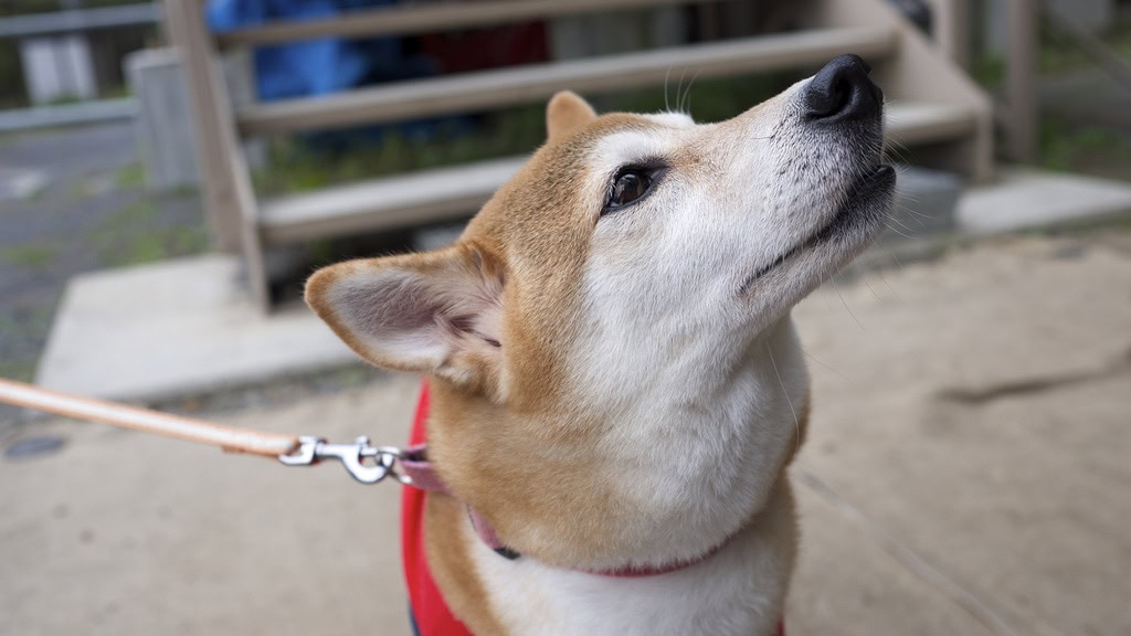 Friendly Shiba