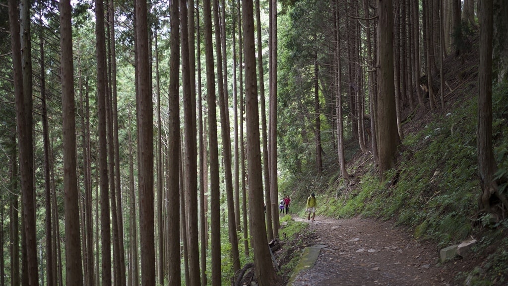 Mount Mitake Forest