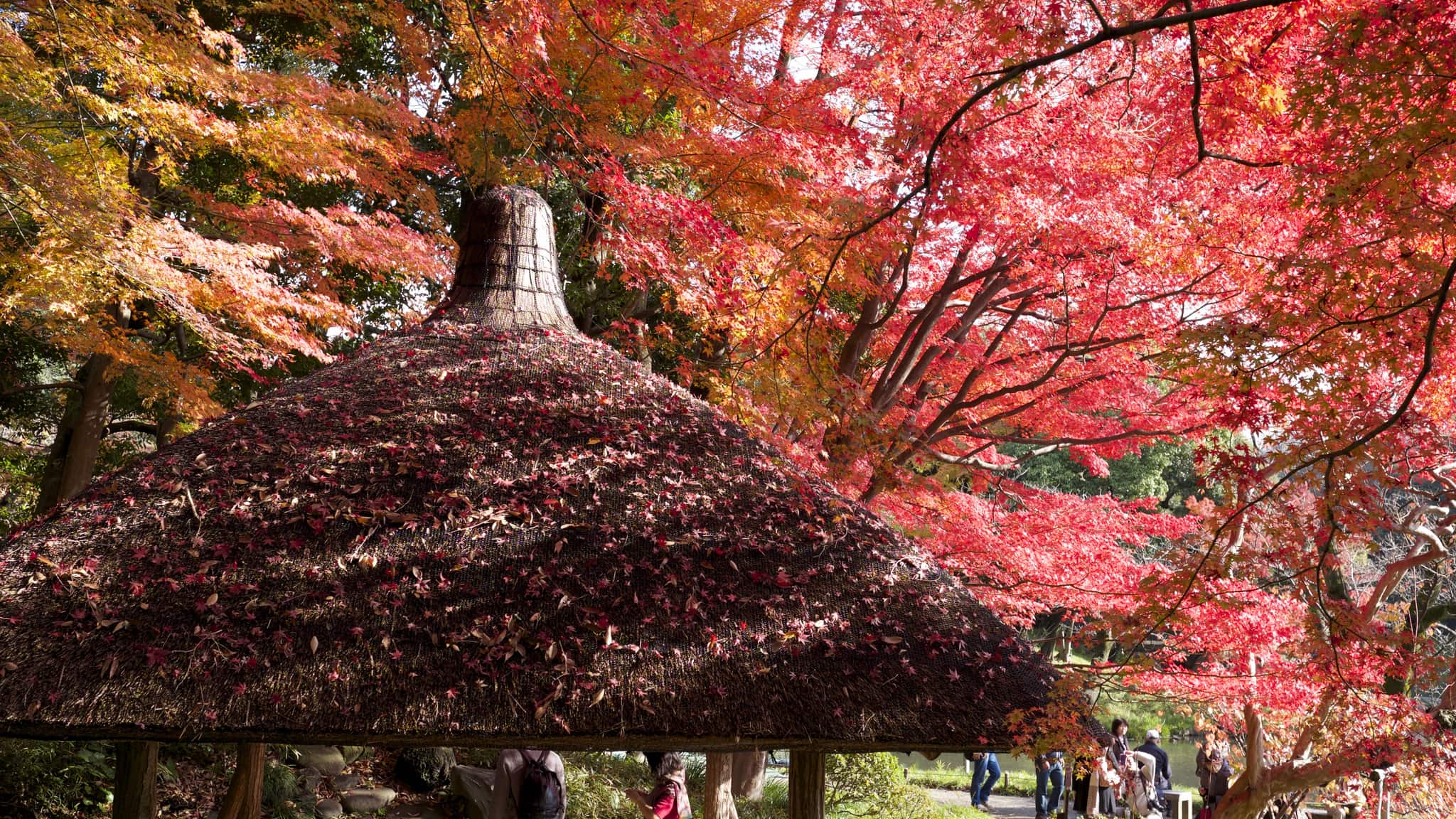 Fall Colours in Koishikawa Korakuen