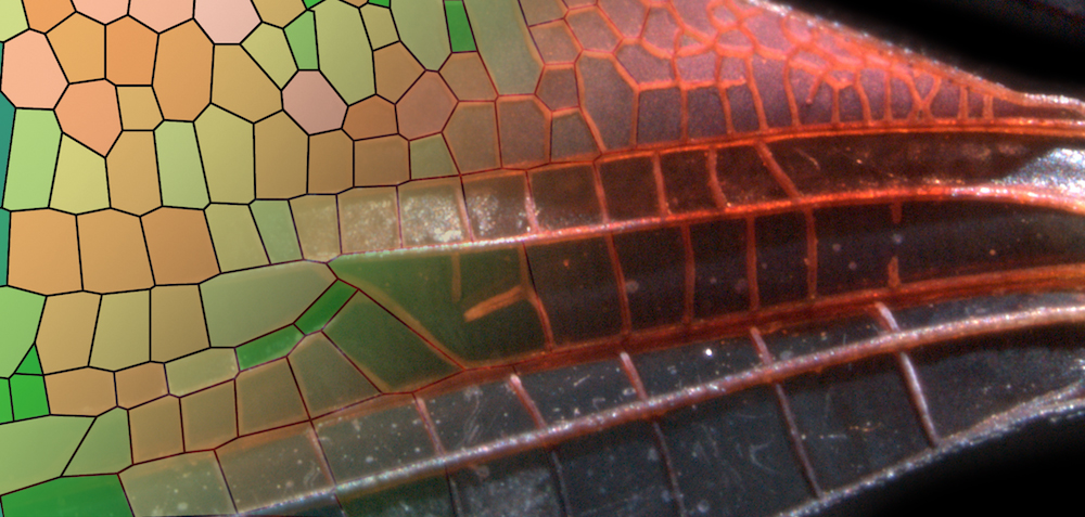 insect-wing-venation-patterns