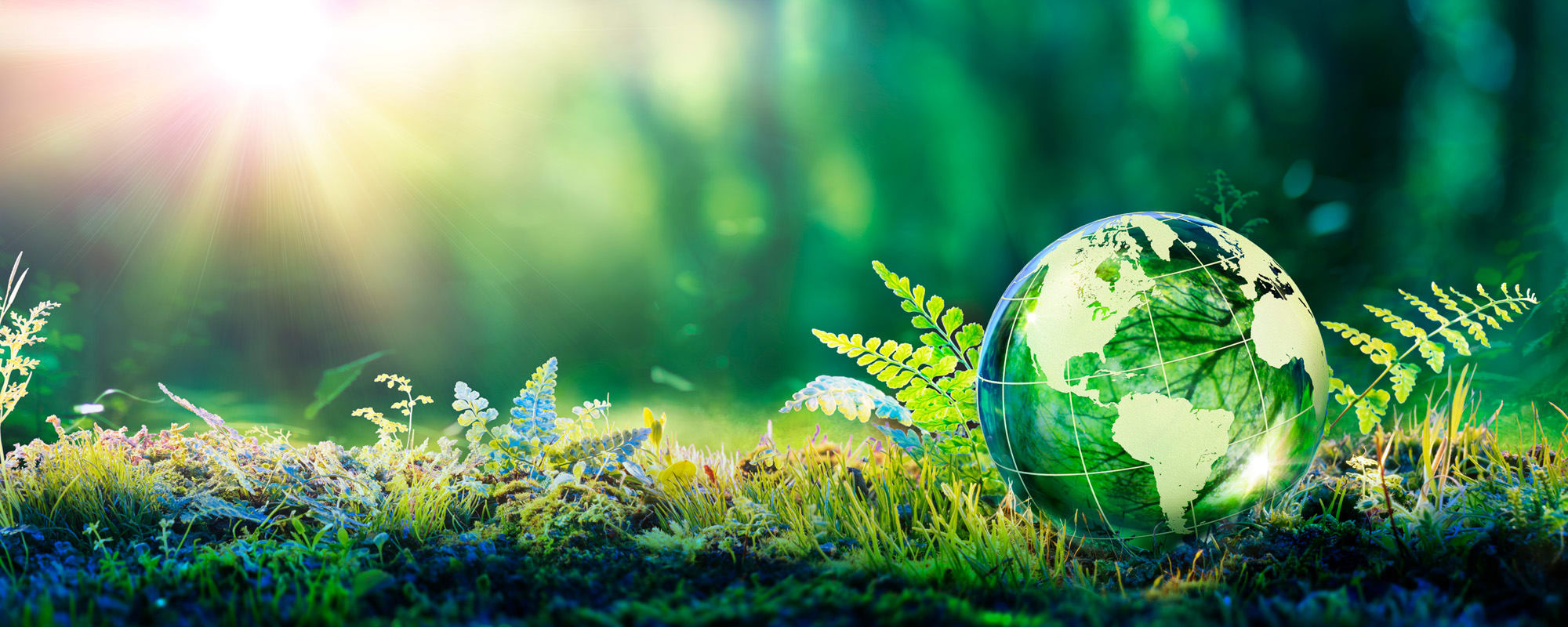 Celebrating Earth Day 2024: How Suppliers are Saving the Earth