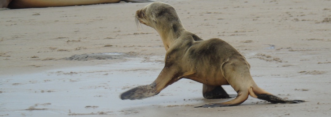 A photo of a malnourished sea lion pup on a flat sandy beach.