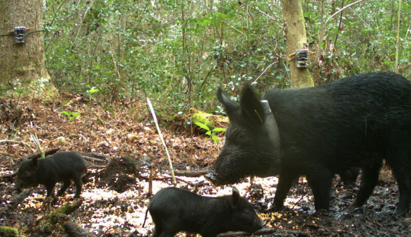 Wild Pigs