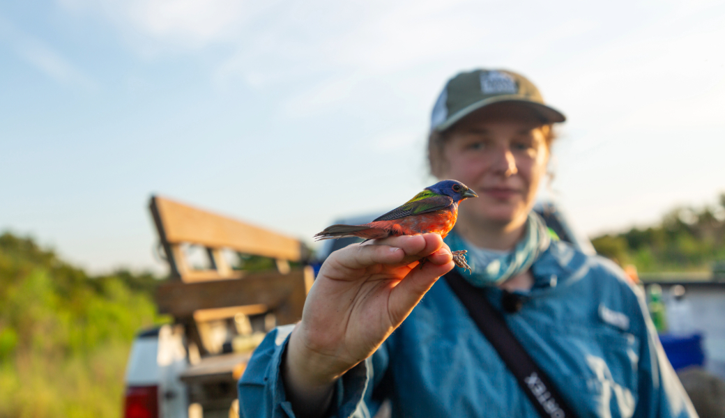 Research Trainee: Dianne Klement holding a red and green bird