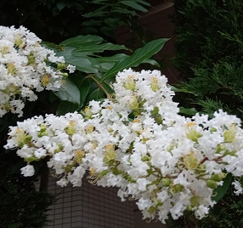 自宅界隈で咲くさるすべりの花