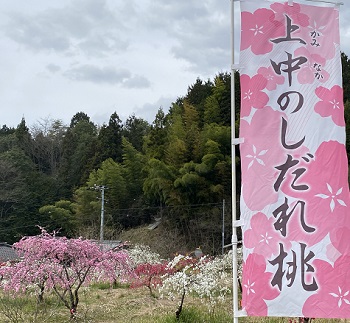 愛知県豊田市上中町綱所のしだれ桃