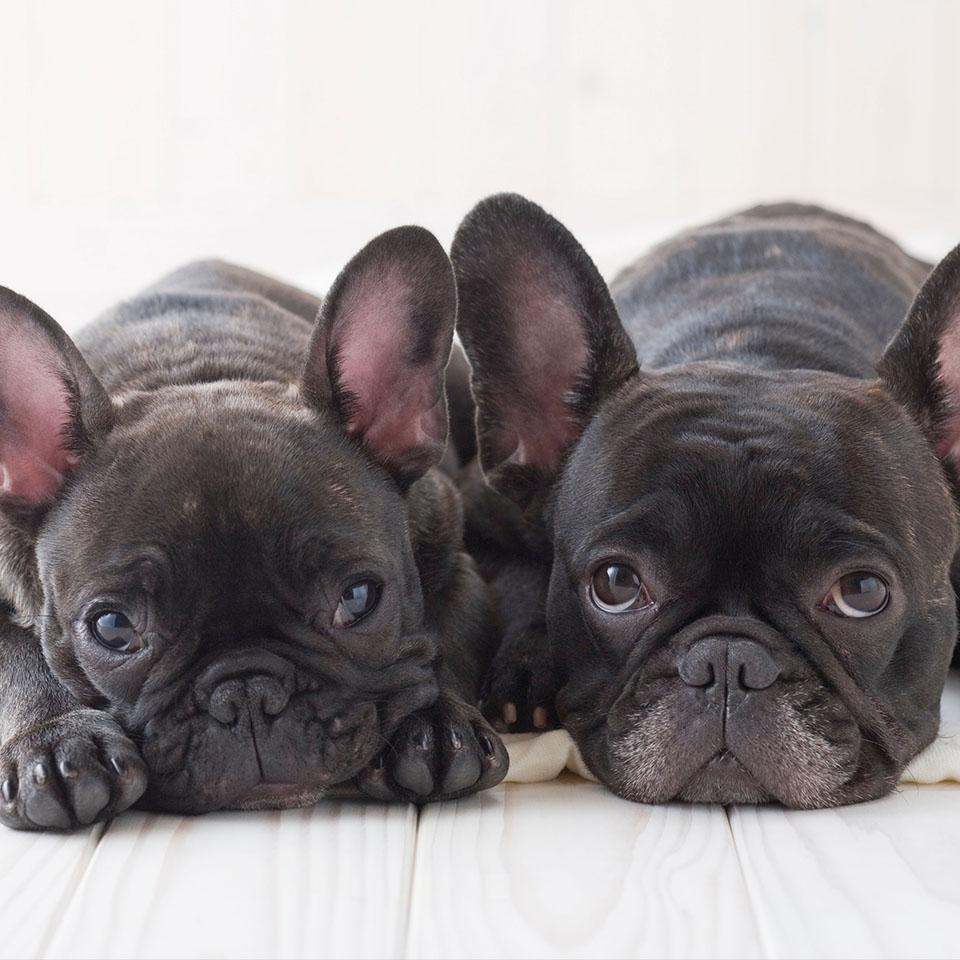 B9YEF2 - Two french bulldog snuggling on a blanket